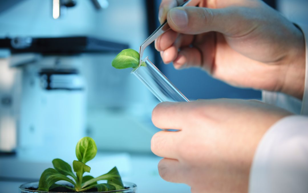 The Big Deal about Plant Research. What will the world do with it?