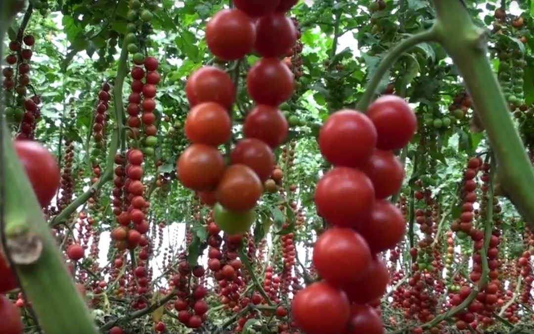 Short documentary on agricultural production of Rwanda
